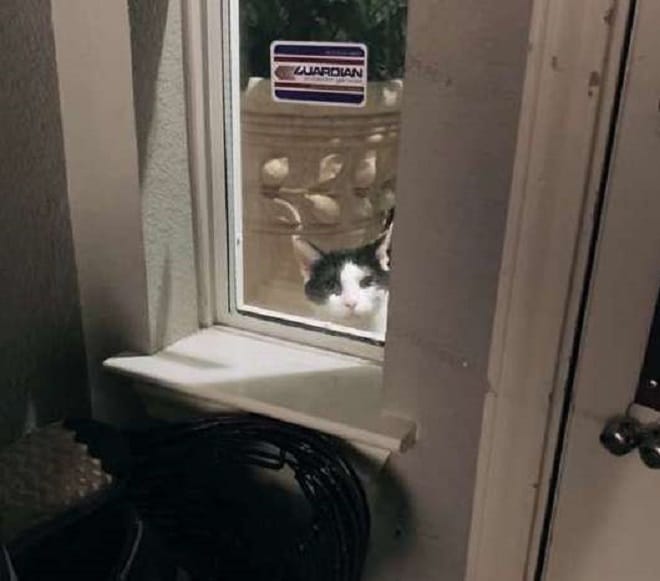 Кот в окне Кот смотрит в окно