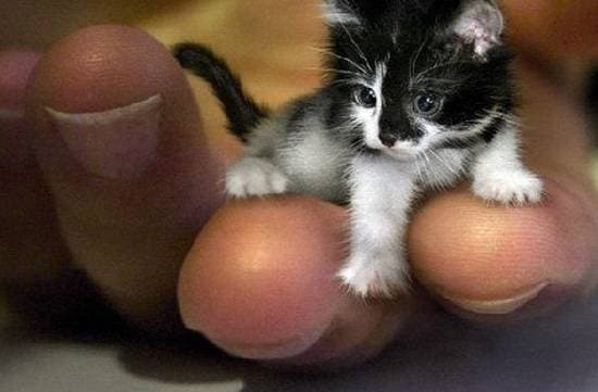 Забавные рекорды котов и кошек Котенок по кличке Тинкер-той, фото самые животные фотография картинка