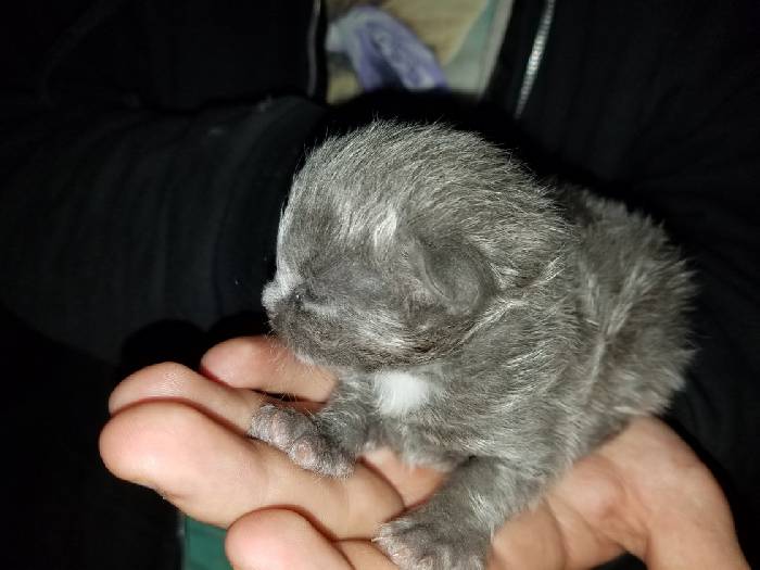Однажды, убираясь в своей лодке, мужчина нашел малюсенького котенка