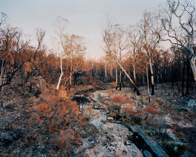 Травмированный пейзаж: Австралия  в фотографиях после лесных пожаров