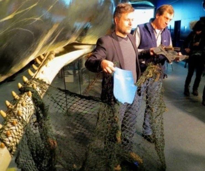 Внутри одного из кашалотов нашли 13-метровую рыболовную сеть. Внутри одного из кашалотов нашли 13-метровую рыболовную сеть.