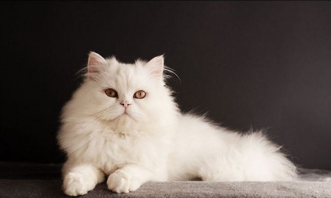 http://kot-pes.com/wp-content/uploads/2015/06/White_cat_06-650x389.jpg