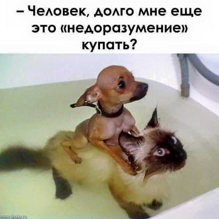 РАЗГРУЗОЧНЫЙ ДЕНЬ. (весёлая подборка картинок)))