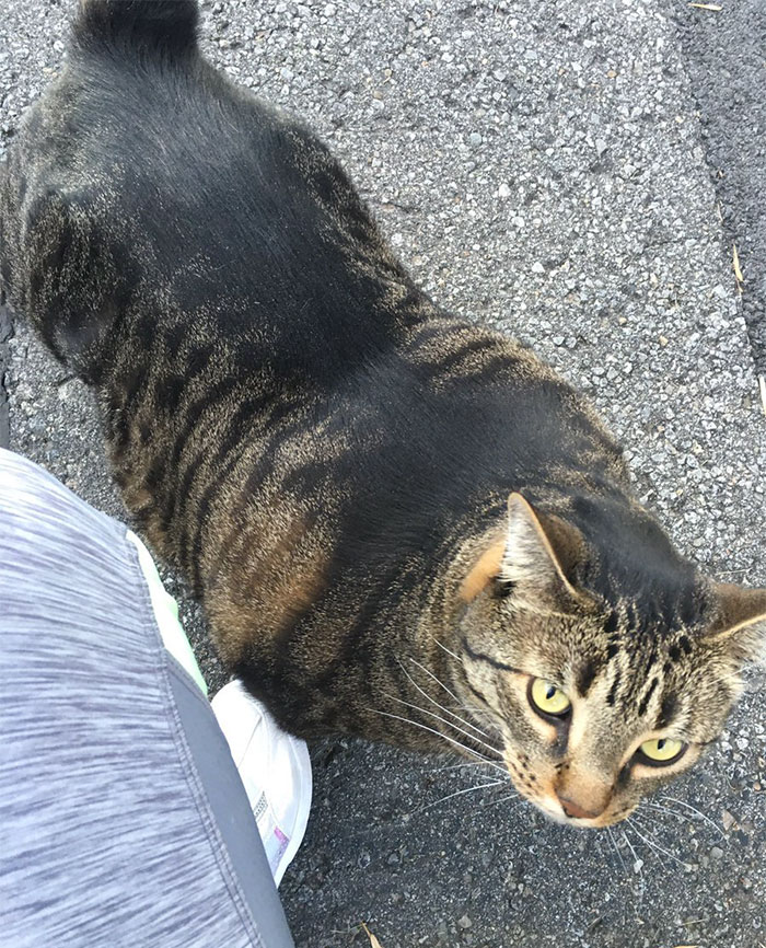 6 фото накачанного кота, который уложит тебя с вертухи