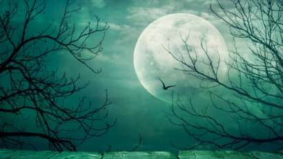 Ветки деревьев на фоне Луны