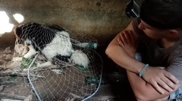Собаку, которая упала в 4-метровый канализационный люк, 3 недели кормил бездомный мужчина