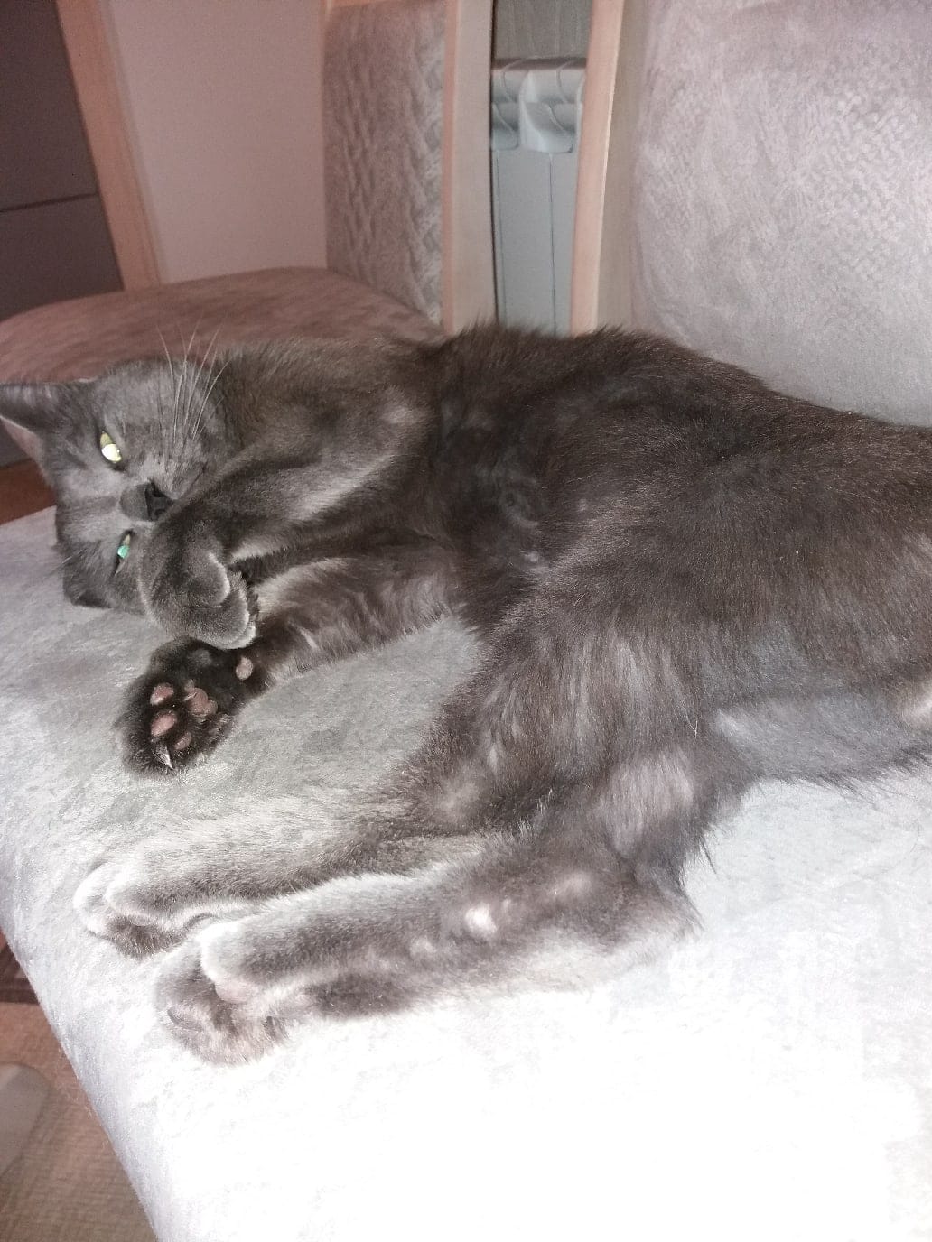 помощь коту серый кот
