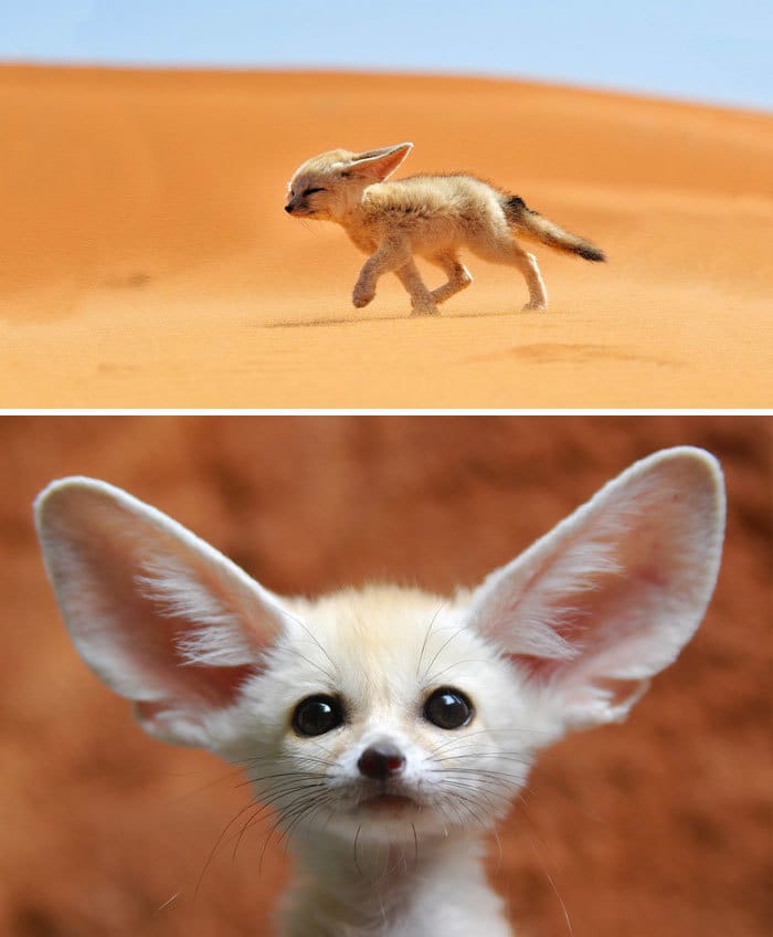 Baby Fennec Fox Baby Fennec Fox