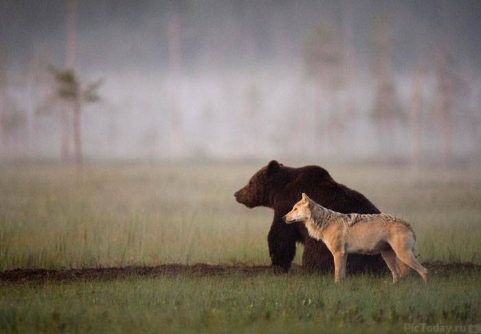 Дружба волчицы и медведя gray-wolf-brown-bear-3