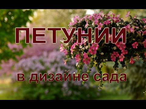 Петуния - украшение сада Петуния - украшение сада