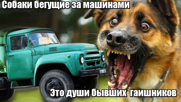 Моя собака бегает за машинами