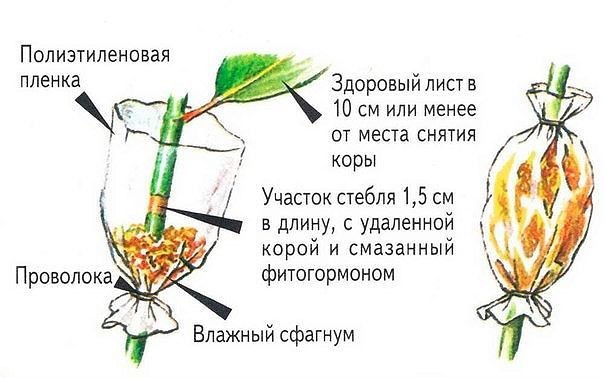 Уникальный способ размножения деревьев и кустарников.