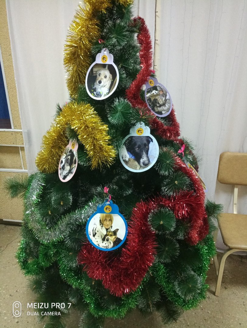На одной из фото, висевших на елке, она нашла СВОЮ СОБАКУ, бесследно пропавшую более двух лет назад На одной из фото, висевших на елке, она нашла СВОЮ СОБАКУ, бесследно пропавшую более двух лет назад