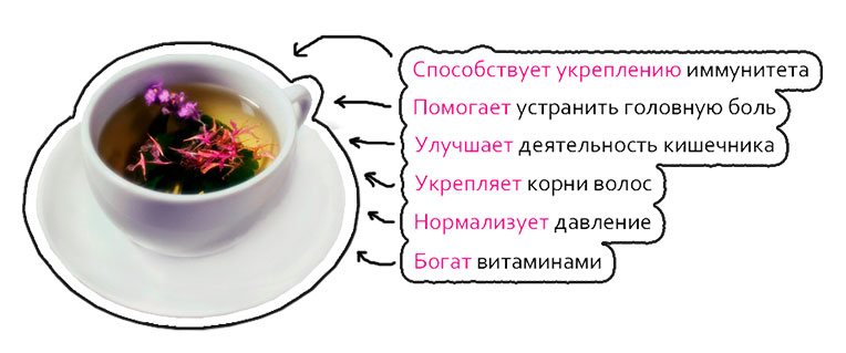 История забвения иван-чая в России История забвения иван-чая в России