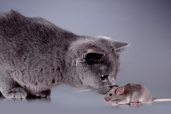 gray-cat-sniffs-mouse-319338065 Появление этого кота на солидной свадьбе разрядило обстановку по-полной