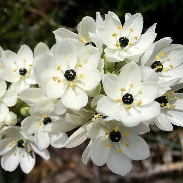 Птицемлечник арабский или Молоко ястреба Ornithogalum arabicum фото