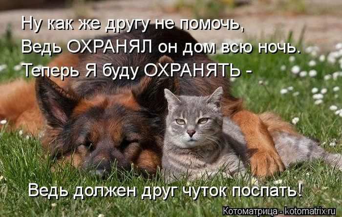 Смешной стих про кошек и собак Смешной стих про кошек и собак
