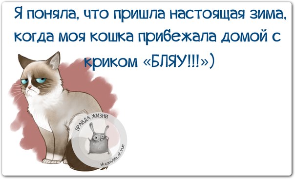 Я поняла, что пришла настоящая зима, когда моя кошка прибежала домой с криком 