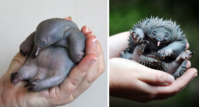 Echidna Puggle Echidna Puggle