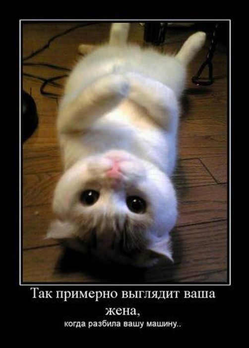 Веселые и прикольные демотиваторы для хорошего настроения (11 фото) Веселые и прикольные демотиваторы для хорошего настроения (11 фото)