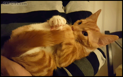 Малыши, которые ещё не совсем готовы быть котами)) Малыши, которые ещё не совсем готовы быть котами))