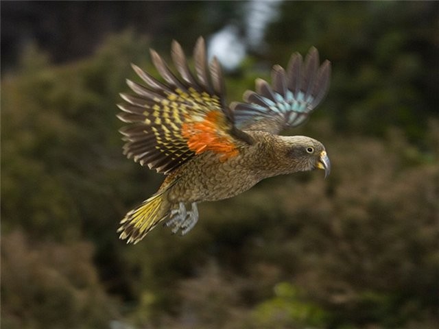 Удивительные попугаи КЕА Удивительные попугаи КЕА мир животных, природа