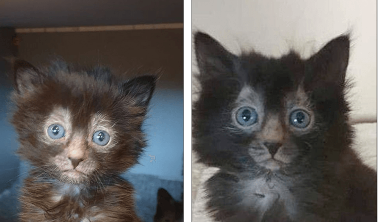 Ничего личного, такой бизнес! Котята по 2000 евро