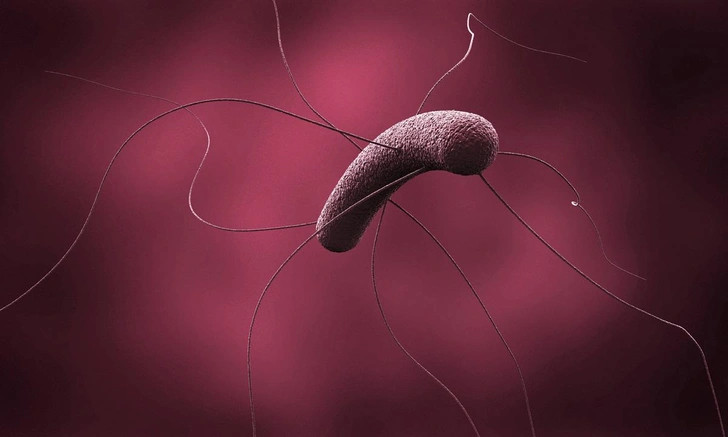 Иллюстрация бактерии Clostridioides difficile | Источник: CARLOS CLARIVAN / Science Photo Library / Legion Media