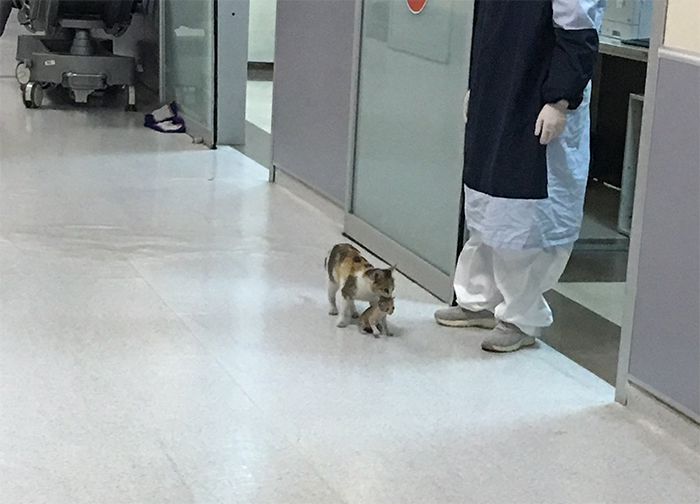 Бездомная кошка принесла своего котенка в больницу, просить о помощи людей