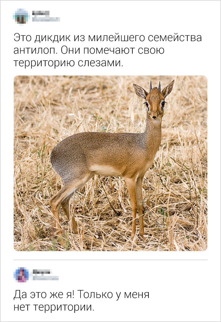 15+ комментариев от пользователей соцсетей, которые парой фраз способны сделать наш день
