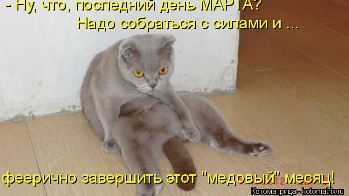 Забавные животные (50 фото) Забавные животные (50 фото)