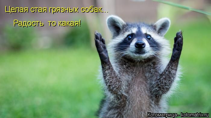 Забавные животные (50 фото) Забавные животные (50 фото)