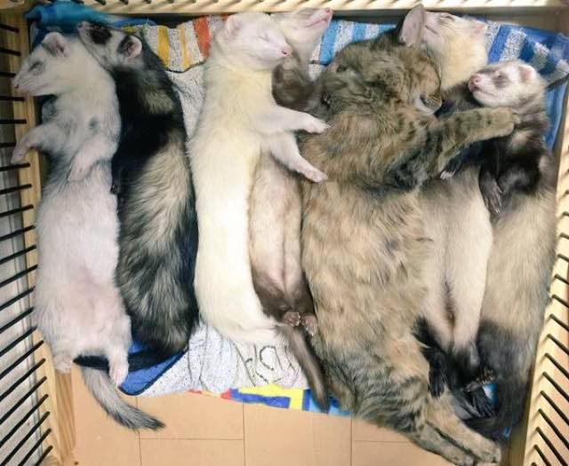 Котенок, который считает себя хорьком