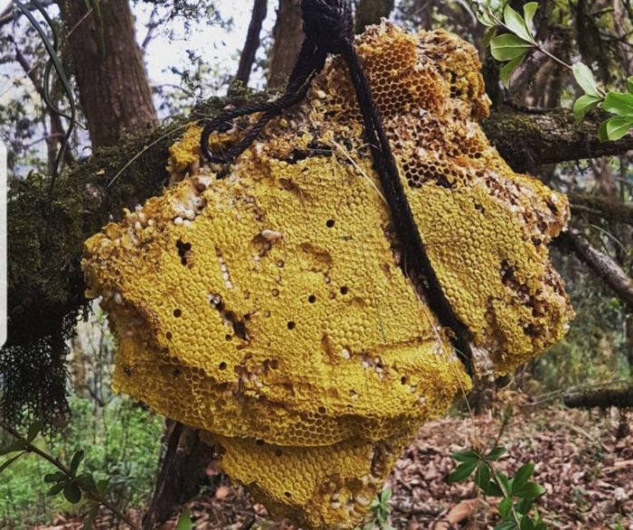 Как мёд превратили в оружие, и почему сегодня он такой дорогой