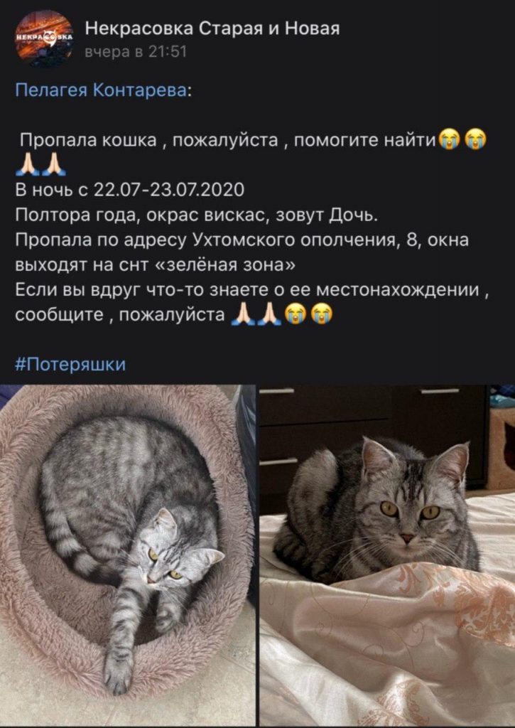 На Ухтомского Ополчения потерялась кошка