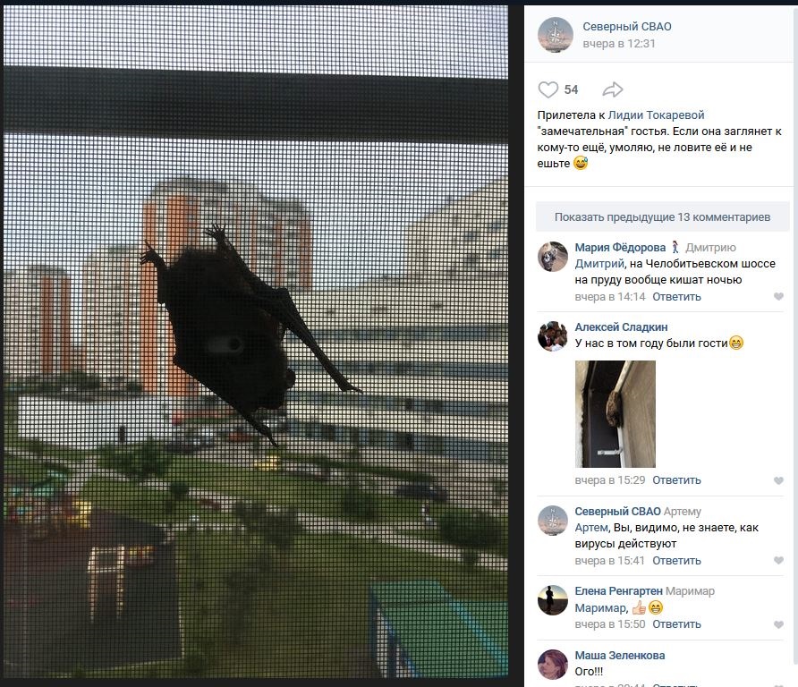 Летучие мыши наведываются в гости к жителям Северного