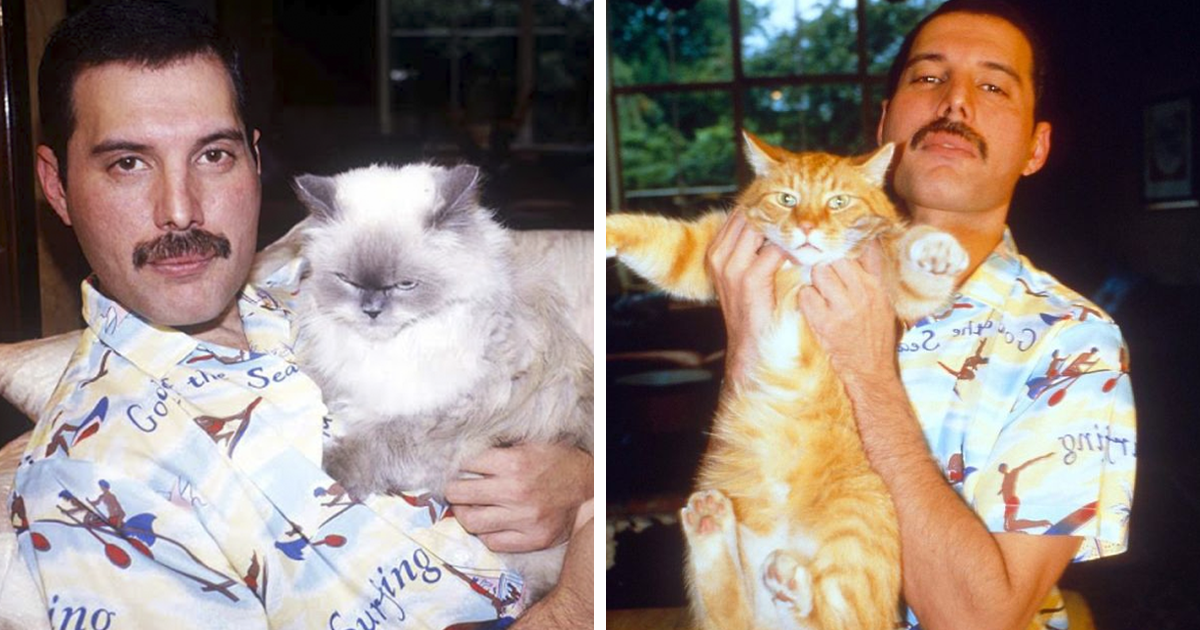 20 Vintage Photos Of Freddie Mercury And His Beloved Cats