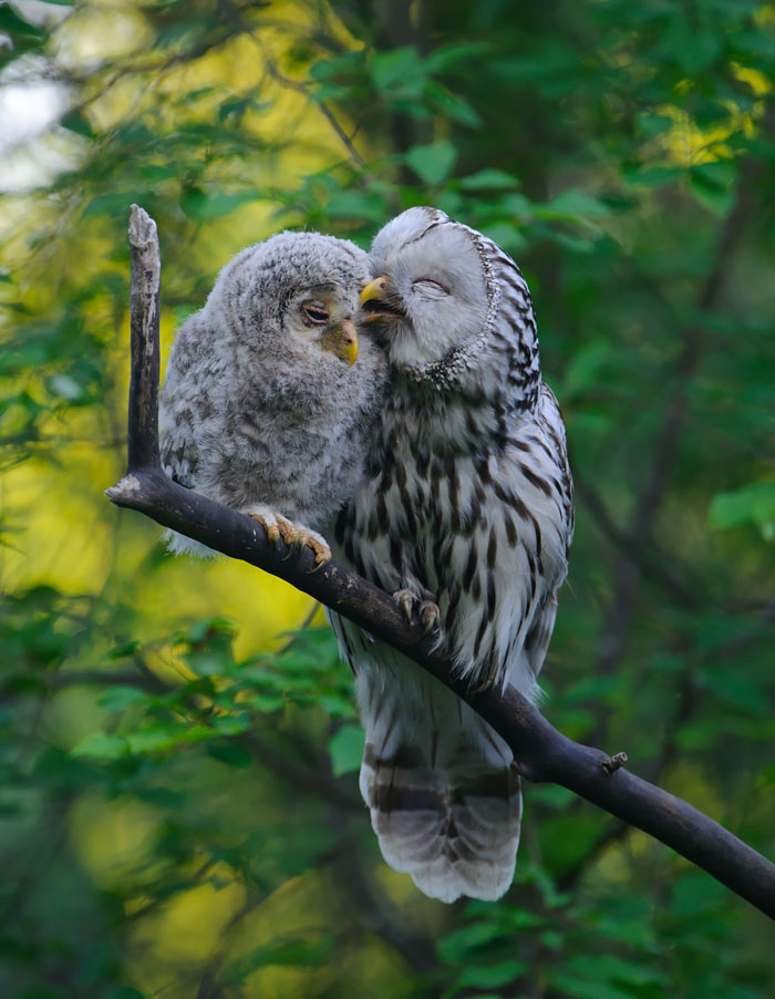 Owls