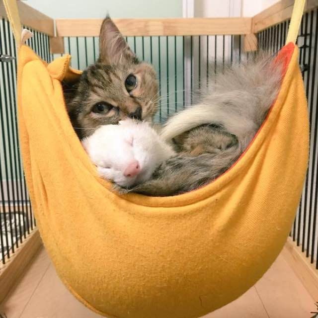 Котенок, который считает себя хорьком