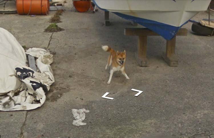 В Японии собака проследовала за автомобилем Google Street View, забавно «испортив» каждую сделанную им фотографию В Японии собака проследовала за автомобилем Google Street View, забавно «испортив» каждую сделанную им фотографию google street view, животные, кадр, собака, юмор
