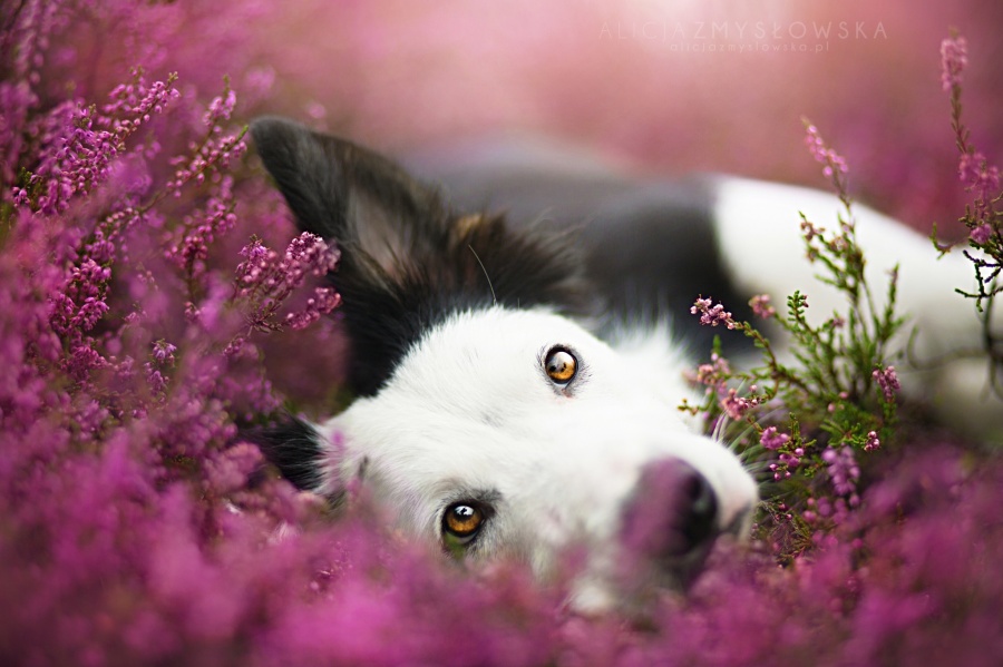 Фотограф Алисия Змысловска  и её фотопортреты собак