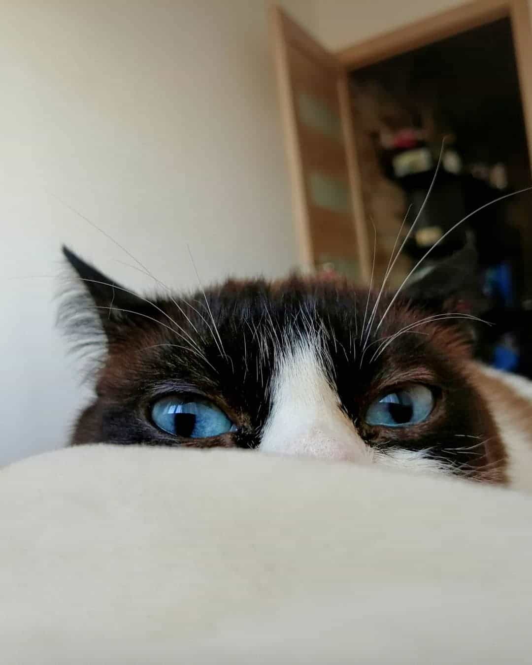 помощь коту голубоглазый кот