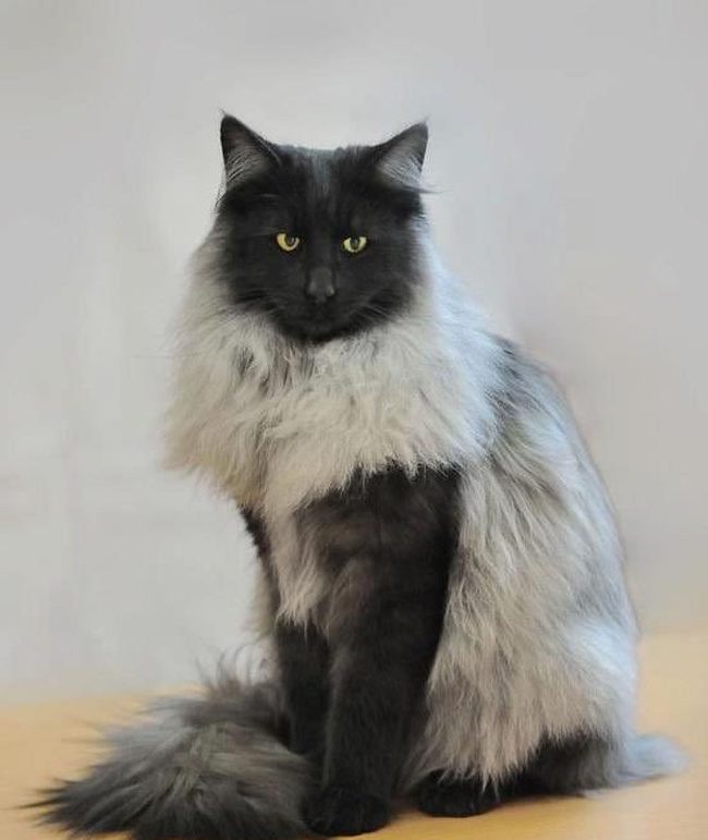 Животные, которых не так-то просто раскусить) Животные, которых не так-то просто раскусить)