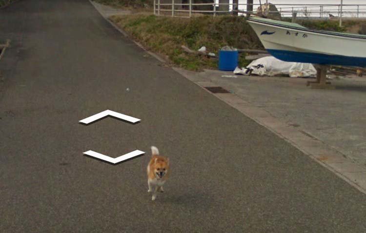В Японии собака проследовала за автомобилем Google Street View, забавно «испортив» каждую сделанную им фотографию В Японии собака проследовала за автомобилем Google Street View, забавно «испортив» каждую сделанную им фотографию google street view, животные, кадр, собака, юмор