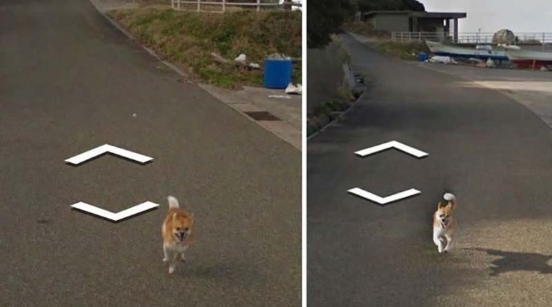 В Японии собака проследовала за автомобилем Google Street View, забавно «испортив» каждую сделанную им фотографию В Японии собака проследовала за автомобилем Google Street View, забавно «испортив» каждую сделанную им фотографию google street view, животные, кадр, собака, юмор