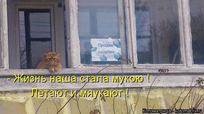 Лучшие котоматрицы, которые зарядят вас позитивом) Лучшие котоматрицы, которые зарядят вас позитивом)