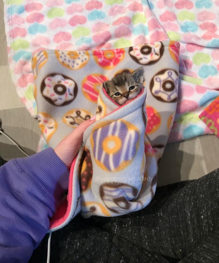 Кошечки, которые излучают столько уюта и покоя, что вы уже невольно начали зевать…