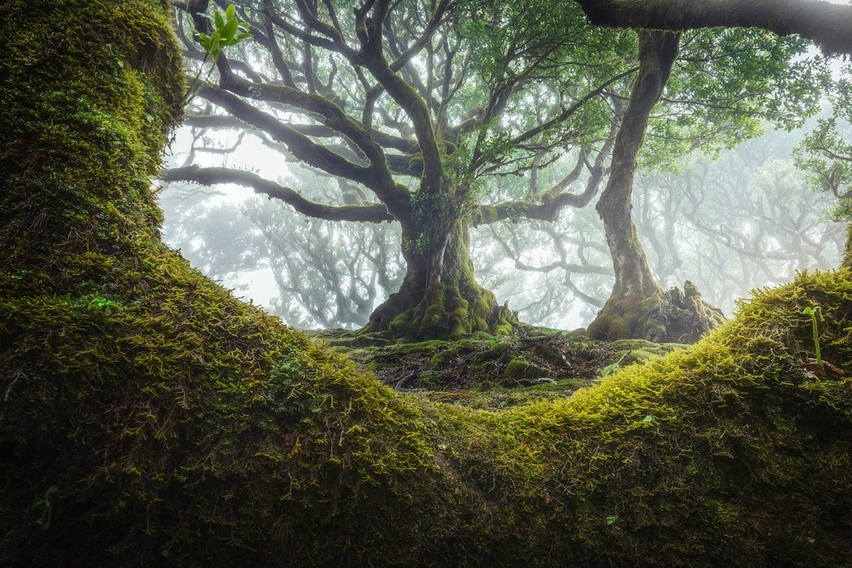 15 живописных фото мистического леса на острова Мадейра