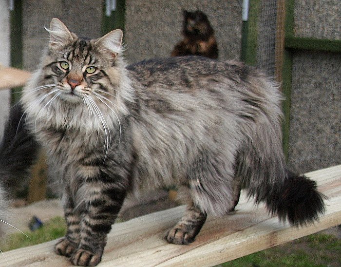 Норвежская лесная кошка. фото