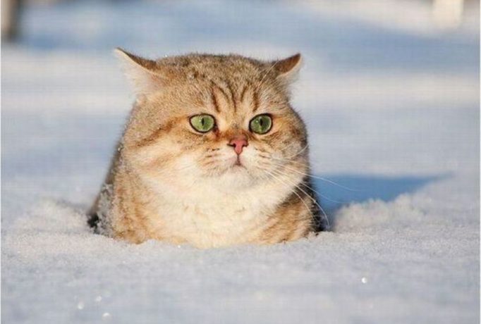 Зима – кошка в снегу